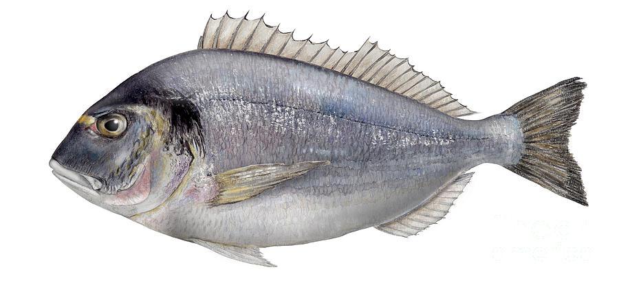 Fish - gilthead-seabream-sparus-aurata-daurade-royale-dorada-kultaotsasargi-orata-seafood-art-urft-valley-art1.jpg